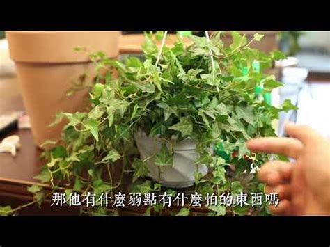 長春藤種植|常春藤的栽培與繁殖管理方法